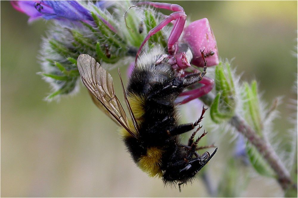 Thomisus onustus